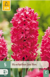 hyacint, ruzovy hyacint, cibuloviny, kvety, cibulky kvetov, kvetove cibule