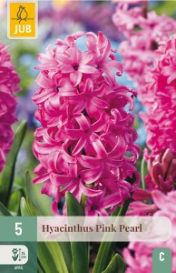 hyacint, kvetove cibulky, cibuloviny, kvety, cibule hyacintov, cubuloviny