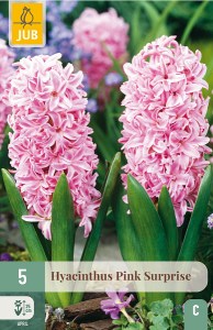 ruzovy hyacint, cibuloviny, cibuky kvetov, kvetove cibulky, kvety, hyacint Pink Surprise