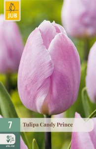 cibuľky tulipánov, tulipán Candy Prince