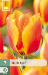 cibuľky tulipánov Flair