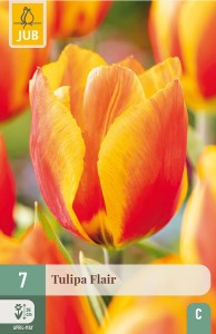 cibuľky tulipánov Flair