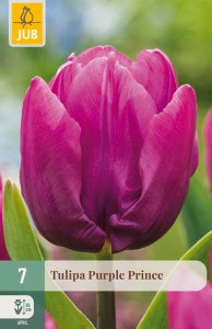 cibuľky tulipánov Purple Prince