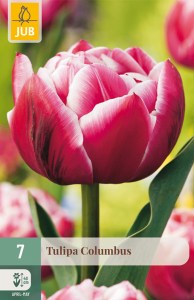 cibuloviny, tulipan, cibule kvetov, cibulky kvetov, cibulky tulipanov