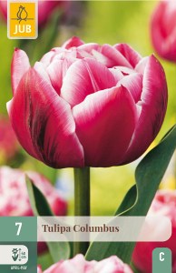 cibuloviny, tulipan, cibule kvetov, cibulky kvetov, cibulky tulipanov