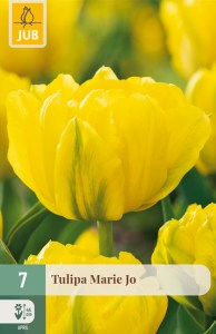 301455-tulipan-marie-jo
