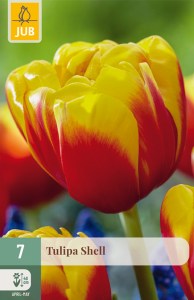 301548-tulipan-shell