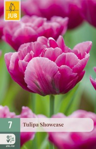 301560-tulipán-showcase