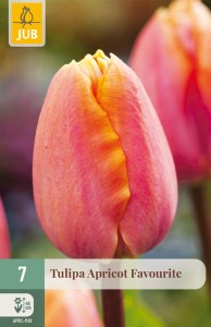 Tulipán Apricot Favourite, tulipány, cibuloviny, jesenné cibuloviny,