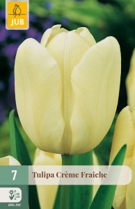 301635-tulipan-creme-fraiche