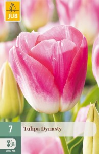 301650-tulipan-dynasty