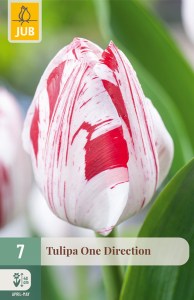 cibuľky tulipánov One Direction