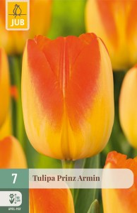 cibuľky tulipánov Prinz Armin