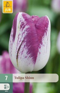 cibuľky tulipánov Shiun