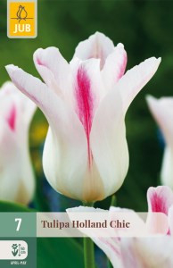 cibuľky tulipánov Holland Chic