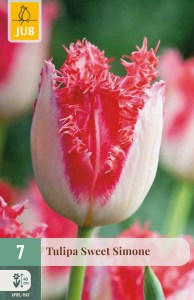 cibuľky tulipánov Holland Chic