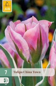 cibuľky tulipánov China Town