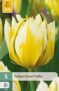 cibuľky tulipánov Sweet Valley