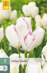 cibuľky tulipánov Emilie