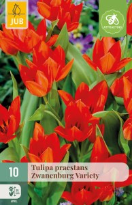 305114_tulipan_zwanenburg_variety