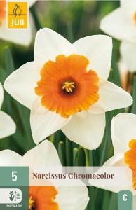 Narcis Chromacolor