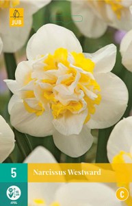 Narcis, Westward, cibuloviny, kvety, narcisy