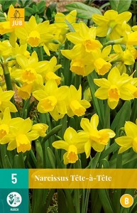 tete a tete, cibuloviny, narcisy, narcis, kvety, kvetove cibulky, zlte kvety,