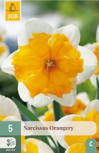 Narcis, Orangery, cibuloviny, narcisy, cibulky kvetov, kvety