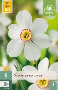 cibuloviny, kvety, recurvus, narcis, narcisy, cibulky kvetov,