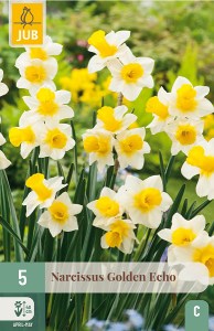 golden echo, narcis, narcisy, cibuloviny, kvety,