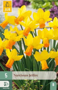 jetfire, narcis, narcisy, cibuloviny, cibulky, kvety, kvetove cibule, zlte kvety, jarne kvety
