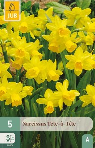 tete a tete, cibuloviny, narcisy, narcis, kvety, kvetove cibulky, zlte kvety,