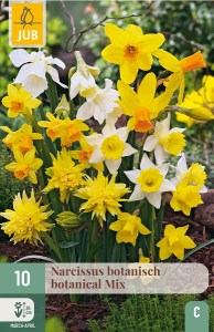 botanické narcisy, malické narcisy, cibuloviny, narcisy, cibulky, kvety