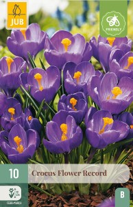 krokus, flower record, cibuloviny, krokusy, kvety, 