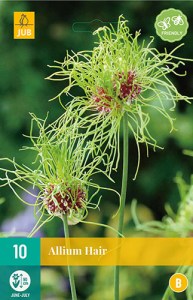 okrasny cesnak, cibuloviny, allium, allium hair, cibulky kvetov