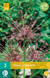 Kvety, Cibuloviny, Okrasný Cesnak, Allium Schubertii