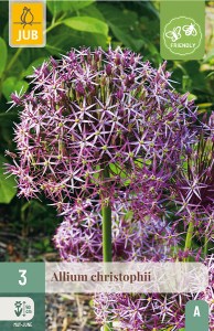 cibule kvetov, cibuloviny, Okrasný Cesnak, Allium Christophii