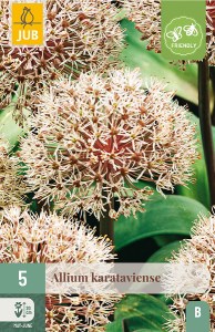 okrasny cesnak,kvety, cibuloviny, cibule kvetov, Allium Karataviense