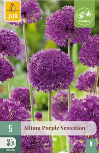 okrasny cesnak, Kvety, Cibuloviny, Allium, Purple Sensation