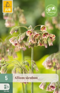 cibule kvetov, cibuloviny, Okrasný Cesnak, Allium (nectaroscordum) siculum 