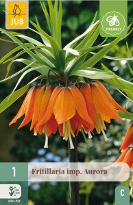 Cibuloviny, Cibule korunovky, Fritillaria imperialis Aurora
