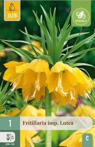 Cibuloviny, Cibule korunovky, Fritillaria imperialis Lutea