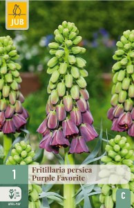 Cibuloviny, Cibule korunovky, Fritillaria persica