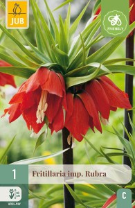 Cibuloviny, Cibule korunovky, Fritillaria imperialis Rubra
