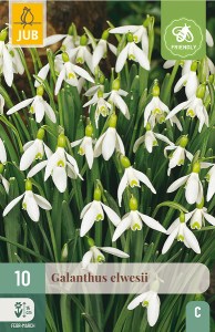 Cibuloviny, Cibule snežienky, Snežienka Galanthus Elwesii