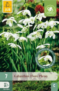 Cibuloviny, Cibule snežienky, Snežienka Galanthus Flore Pleno