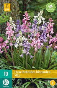 Cibuloviny, Hyacinthoides hispanica Mix 