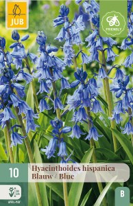 Cibuloviny, Hyacinthoides hispanica Blue