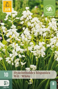 Cibuloviny, Hyacinthoides hispanica Mix  biely