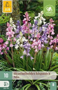 Cibuloviny, Hyacinthoides hispanica Mix 